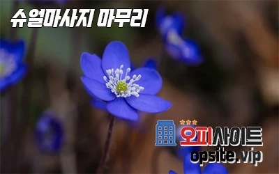 3-슈얼마사지마무리-2.webp